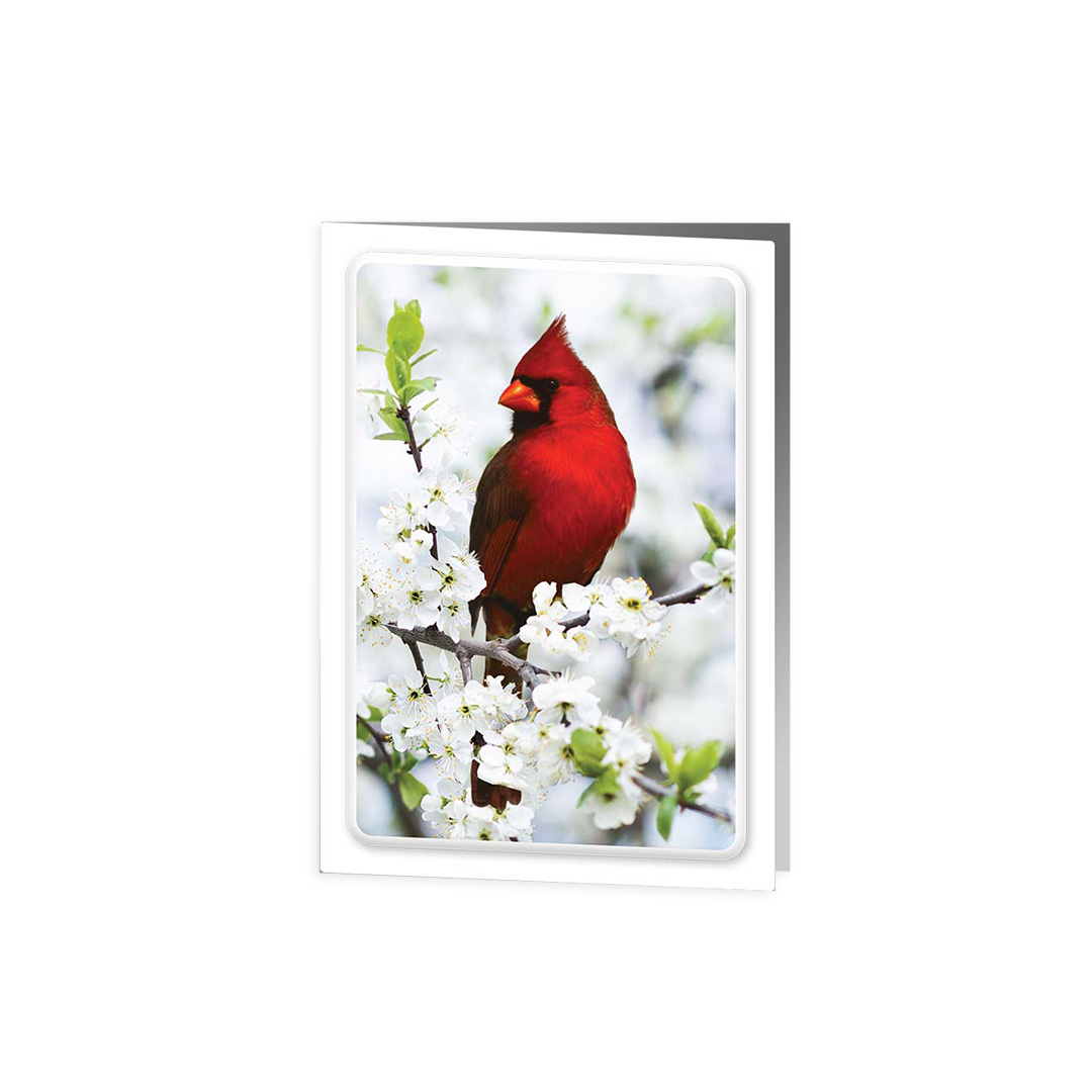 Cardinal Acknowledgment