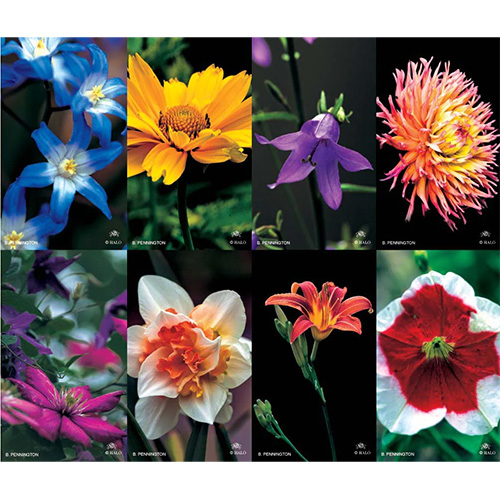 Bouquet 8-up Prayer Cards